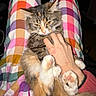 cat, checkered_pattern, clawless, colorful_pants, cute, domestic_animal, feline, fluffy, fur, hand, indoor, long_hair, orange, paws, petting, pink_paw_pads, relaxed, sitting, tabby, white_fur