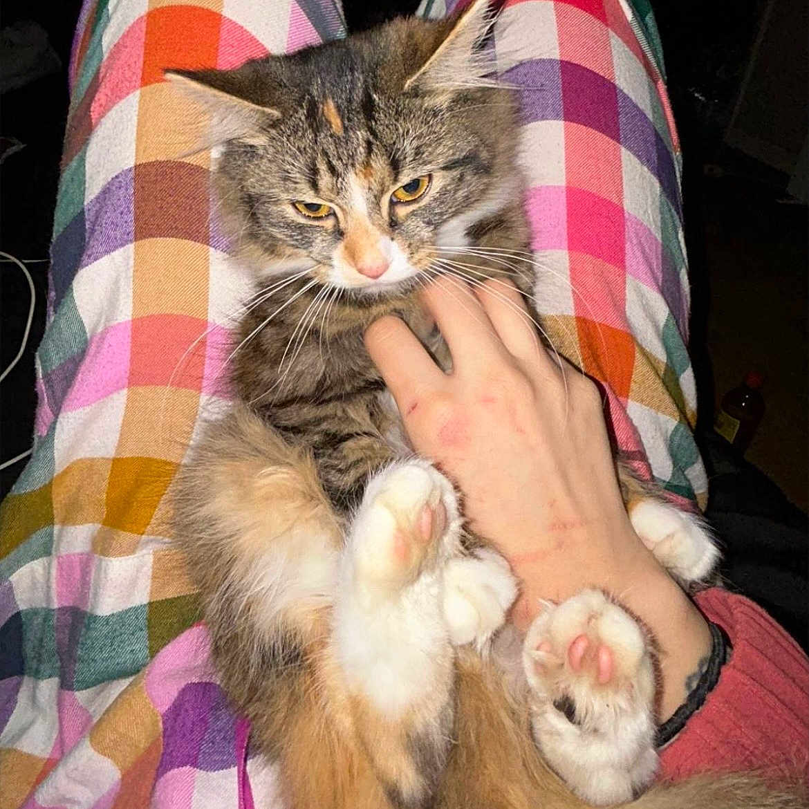 Tiny is registered to the contest to win money with this photo: cat, checkered_pattern, clawless, colorful_pants, cute, domestic_animal, feline, fluffy, fur, hand, indoor, long_hair, orange, paws, petting, pink_paw_pads, relaxed, sitting, tabby, white_fur