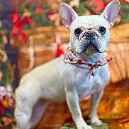 Chanel joined the competition — help win amazing prizes! dog, french_bulldog, white_dog, pet, animal, portrait, indoor, holiday, festive, scarf, decorations, blurred_background, cute, standing, looking_at_camera, ears_up, close_up, adorable, companion, domestic_animal