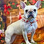 dog, french_bulldog, white_dog, pet, animal, portrait, indoor, holiday, festive, scarf, decorations, blurred_background, cute, standing, looking_at_camera, ears_up, close_up, adorable, companion, domestic_animal