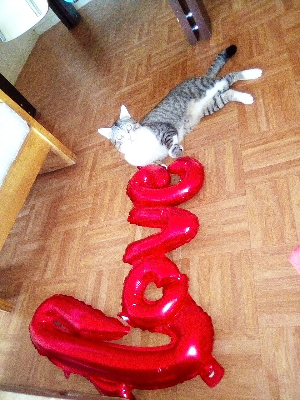 Gribouille a rejoint le concours — aidez-le/la à gagner de superbes lots ! carmine, carnivore, cat, comfort, felidae, floor, flooring, font, fur, hardwood, human_leg, laminate_flooring, paw, small_to_medium_sized_cats, tail, varnish, whiskers, wood, wood_flooring, wood_stain