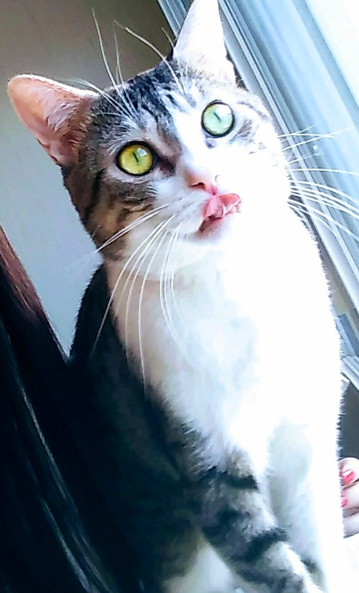 Gribouille participe au concours pour gagner de l'argent avec cette photo : carnivore, cat, domestic_short_haired_cat, door, eye, felidae, fur, small_to_medium_sized_cats, snout, terrestrial_animal, whiskers, window