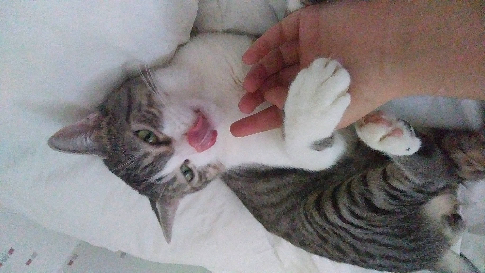 Gribouille participe au concours pour gagner de l'argent avec cette photo : carnivore, cat, claw, comfort, domestic_short_haired_cat, felidae, foot, fur, gesture, grey, hand, mammal, nail, paw, small_to_medium_sized_cats, snout, tail, toe, vertebrate, whiskers