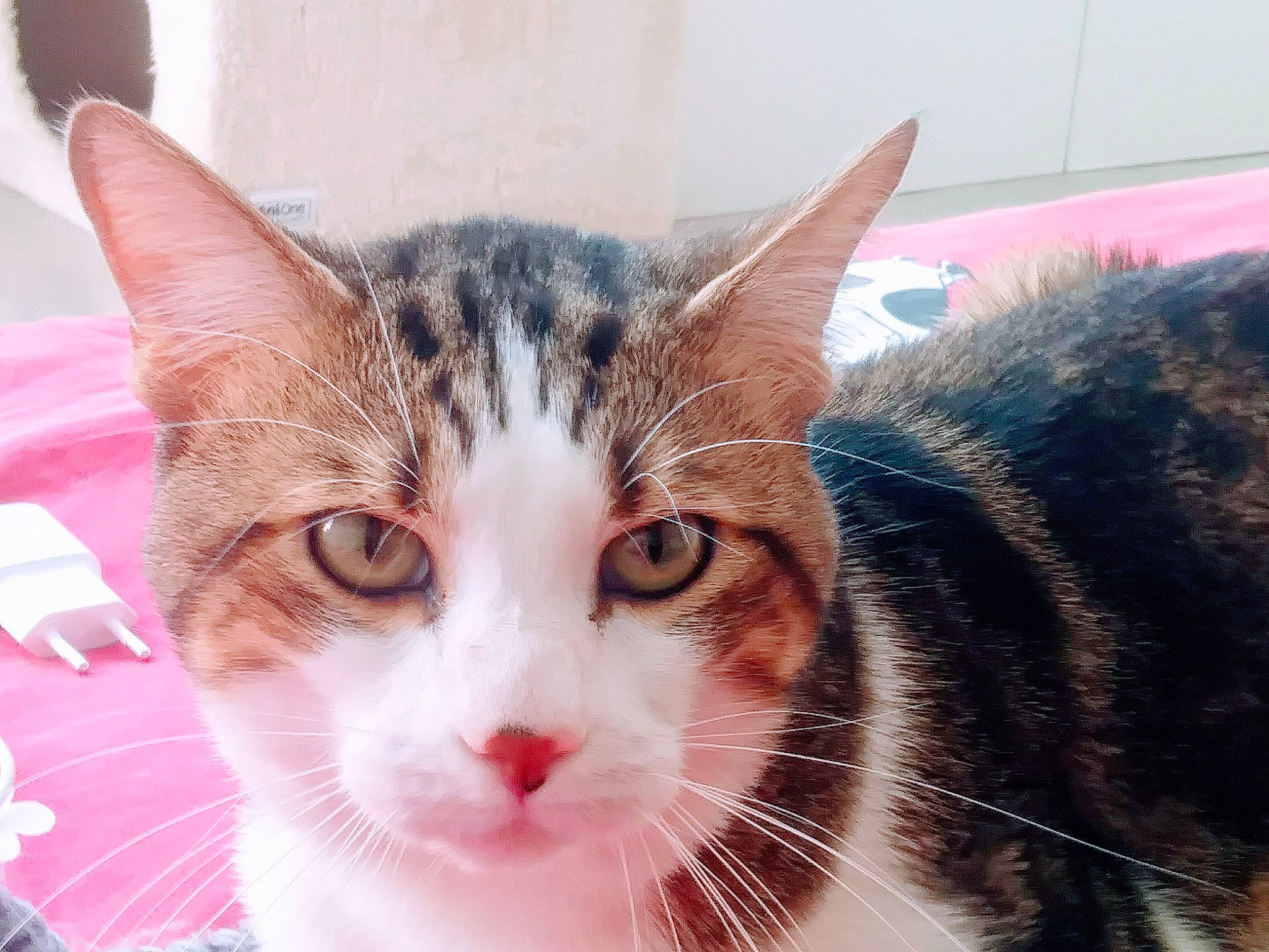 Maline a rejoint le concours — aidez-le/la à gagner de superbes lots ! carnivore, cat, comfort, domestic_short_haired_cat, felidae, fur, paw, plant, small_to_medium_sized_cats, snout, tail, terrestrial_animal, tree, whiskers, window