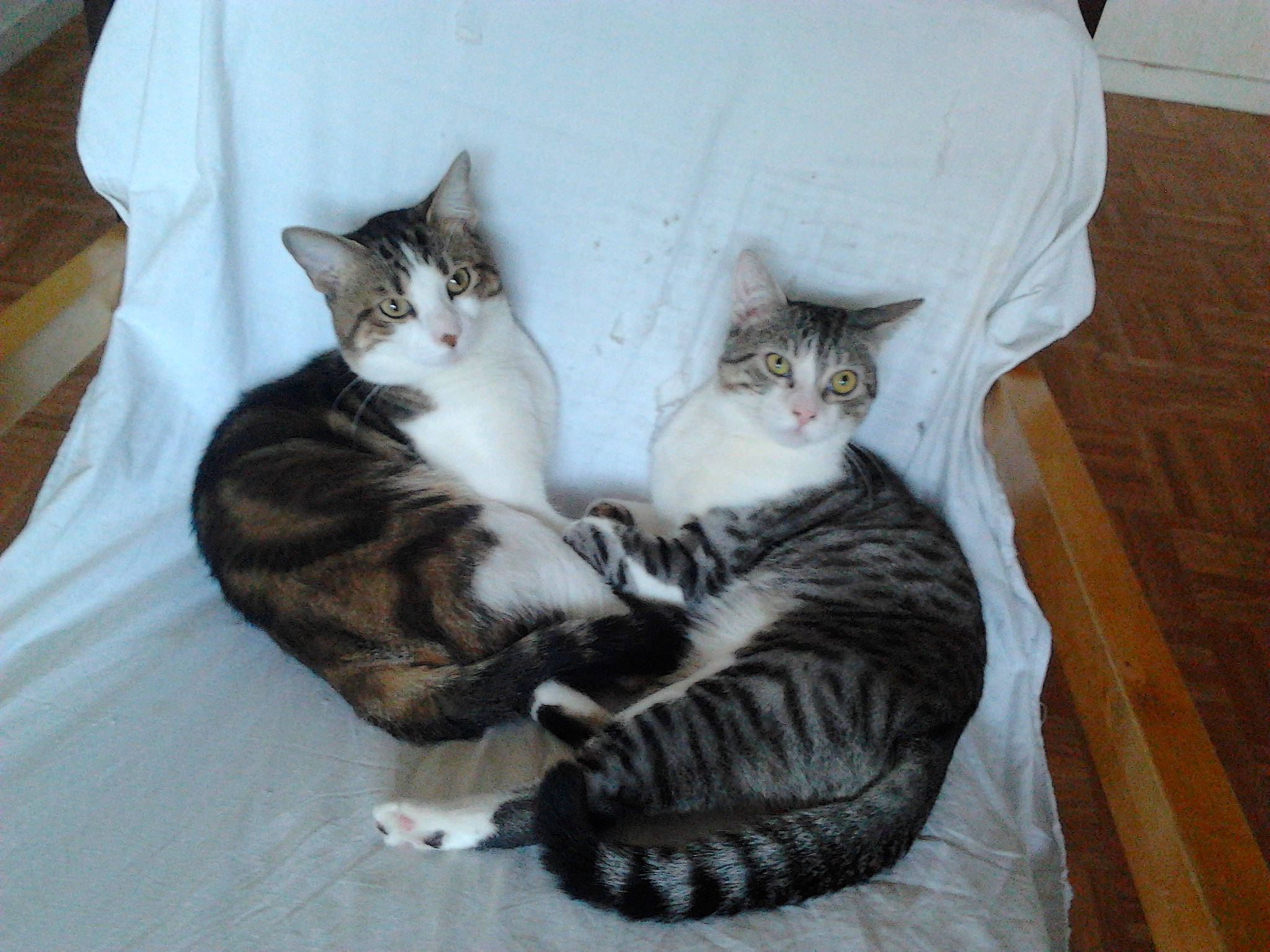 Maline a rejoint le concours — aidez-le/la à gagner de superbes lots ! carnivore, cat, claw, comfort, couch, domestic_short_haired_cat, felidae, fur, grey, hardwood, nap, paw, sitting, small_to_medium_sized_cats, snout, tail, whiskers, window, wood