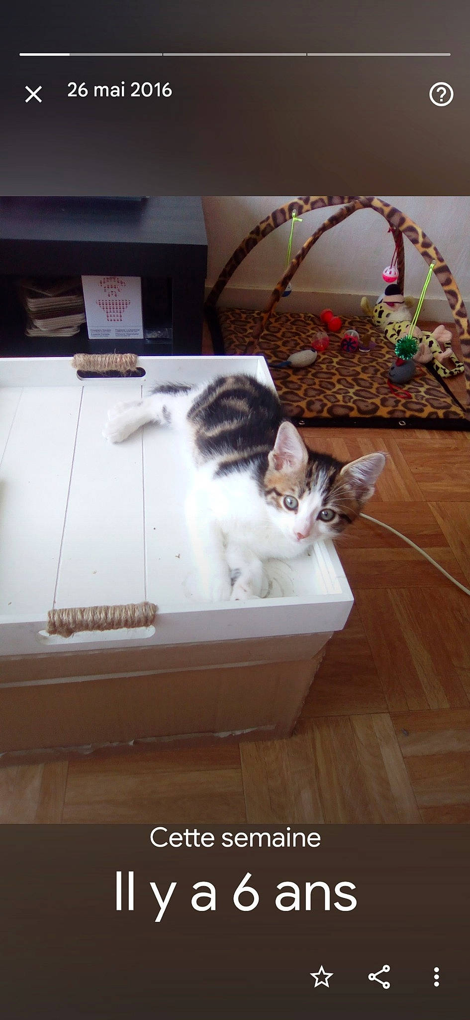 Maline a rejoint le concours — aidez-le/la à gagner de superbes lots ! basket, box, carnivore, cat, domestic_short_haired_cat, felidae, floor, flooring, fur, hardwood, plant, room, shelf, shipping_box, small_to_medium_sized_cats, tail, twig, whiskers, wood, wood_flooring