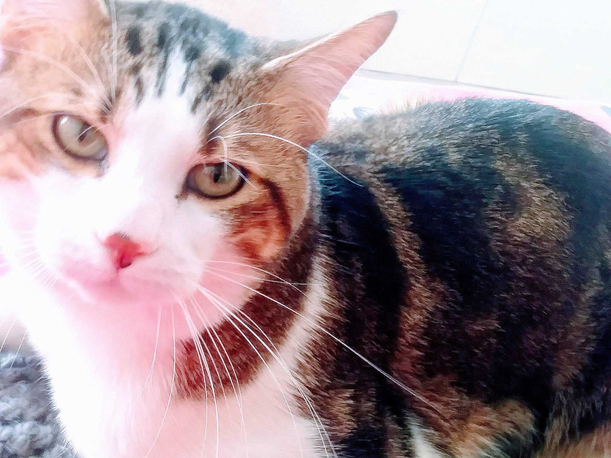 Maline a rejoint le concours — aidez-le/la à gagner de superbes lots ! art, carnivore, cat, domestic_short_haired_cat, ear, felidae, fur, paw, small_to_medium_sized_cats, snout, tree, whiskers, window