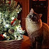 cat, fluffy_cat, christmas_tree, holiday_decor, lights, pine_cone, ornaments, basket, indoor, wooden_table, curious, pet, feline, decorations, warm_lighting, night, cozy, home, festive, cute