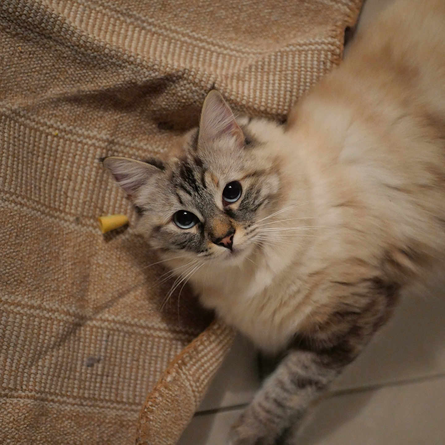 Bonbon a rejoint le concours — aidez-le/la à gagner de superbes lots ! cat, fluffy, blue_eyes, rug, beige, texture, indoor, pet, animal, whiskers, ears, curious, lying_down, floor, domestic, feline, cute, soft, relaxed, portrait