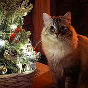 Bonbon a rejoint le concours — aidez-le/la à gagner de superbes lots ! cat, christmas_tree, ornaments, pinecone, lights, indoor, holiday, decorations, feline, curious, fluffy, warm_lighting, wooden_background, table, basket, festive, closeup, pet, celebration, seasonal