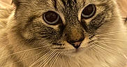 Bonbon a rejoint le concours — aidez-le/la à gagner de superbes lots ! animal, blue_eyes, cat, close_up, curious, cute, domestic, ears, face, feline, fluffy, fur, indoor, mammal, nose, pet, portrait, soft, tabby, whiskers