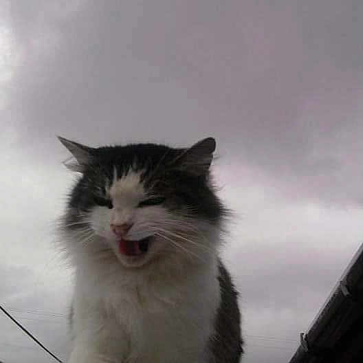 Kiya Marie joined the competition — help win amazing prizes! aegean_cat, black_and_white, carnivore, cat, cloud, eye, felidae, fur, kitten, norwegian_forest_cat, sky, small_to_medium_sized_cats, snout, turkish_van, whiskers, window