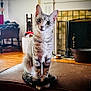 animal, cat, chair, cozy, curious, decor, domestic, fireplace, furniture, household, indoor, lamp, living_room, ottoman, pet, portrait, sitting, tabby_cat, tilted_head, wood_floor