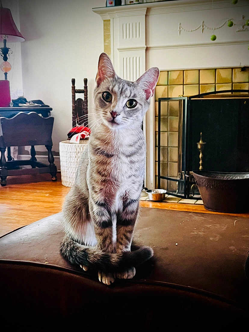 Mamas joined the competition — help win amazing prizes! animal, cat, chair, cozy, curious, decor, domestic, fireplace, furniture, household, indoor, lamp, living_room, ottoman, pet, portrait, sitting, tabby_cat, tilted_head, wood_floor