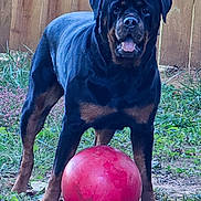 King joined the competition — help win amazing prizes! dog, rottweiler, ball, outdoor, fence, grass, dirt, pet, animal, canine, playing, alert, standing, front_paws, yard, nature, summer, mammal, companion, domestic