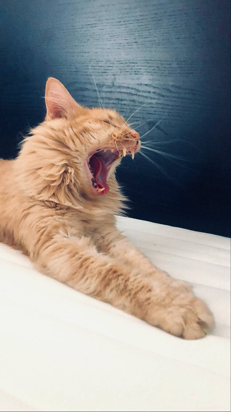 Aya participe au concours pour gagner de l'argent avec cette photo : carnivore, cat, comfort, eye, fang, felidae, foot, fur, gesture, happy, head, jaw, paw, roar, small_to_medium_sized_cats, snout, tail, whiskers, window, yawn