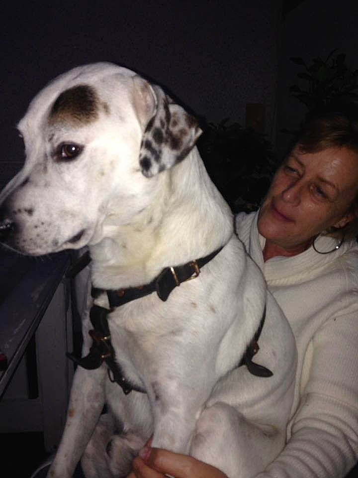 Goliath a rejoint le concours — aidez-le/la à gagner de superbes lots ! bully_kutta, dog, dog_breed, dog_like_mammal, great_dane, non_sporting_group, person, snout