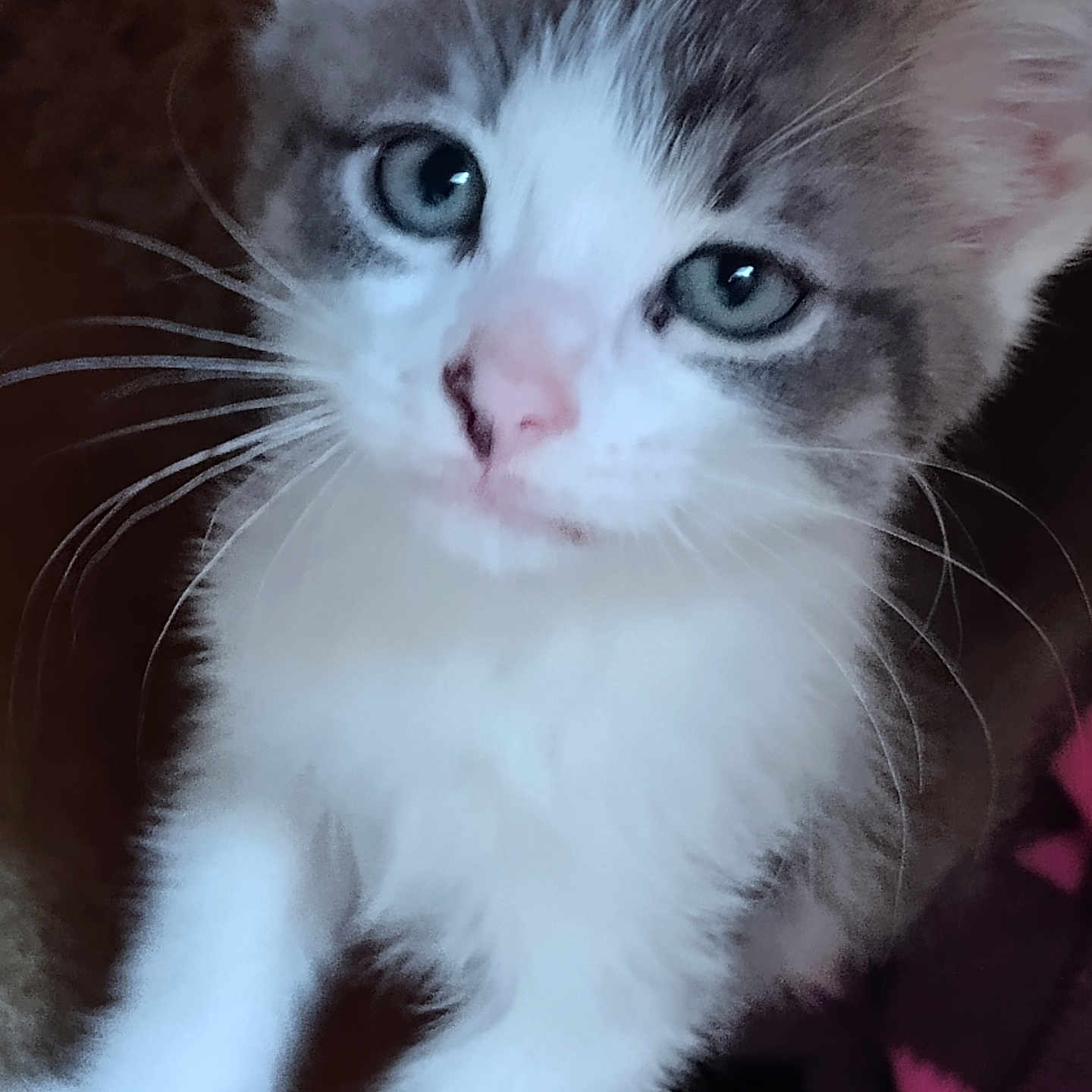 Toby joined the competition — help win amazing prizes! animal, blue_eyes, cat, close_up, curious, cute, domestic_animal, face, feline, gray_fur, indoor, kitten, mammal, paw, pet, portrait, soft, whiskers, white_fur, young