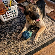 Rocky is registered to the contest to win money with this photo: dog, german_shepherd, toy, hedgehog_toy, carpet, rug, wood_floor, living_room, pet, animal, ears_up, playful, indoor, floor, looking_up, brown, black, fur, pet_toy, home