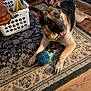 dog, german_shepherd, toy, hedgehog_toy, carpet, rug, wood_floor, living_room, pet, animal, ears_up, playful, indoor, floor, looking_up, brown, black, fur, pet_toy, home