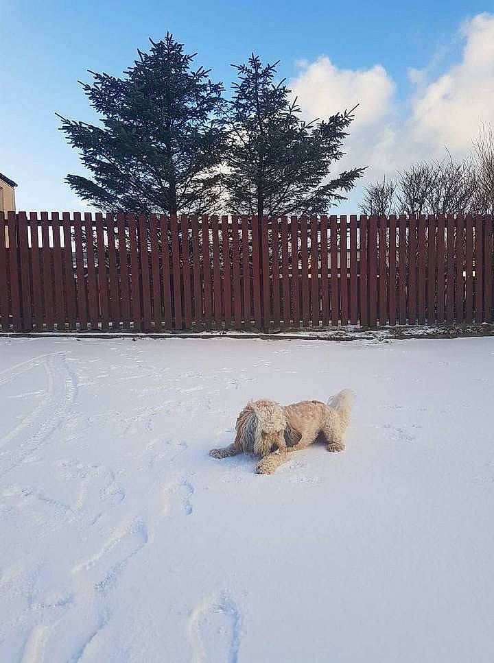 Fergie joined the competition — help win amazing prizes! cairn_terrier, canidae, carnivore, dog, dog_breed, fence, glen_of_imaal_terrier, home, kangal_dog, snow, sporting_group, winter