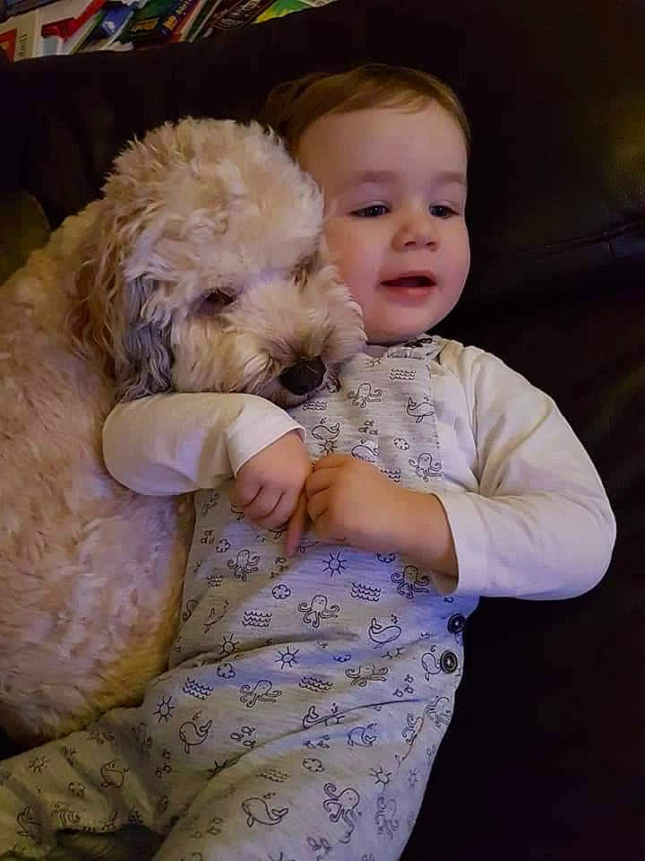 Fergie joined the competition — help win amazing prizes! canidae, carnivore, child, cockapoo, companion_dog, dog, dog_breed, goldendoodle, labradoodle, lagotto_romagnolo, maltepoo, mammal, miniature_poodle, nose, poodle, poodle_crossbreed, puppy_love, schnoodle, skin, toy_poodle