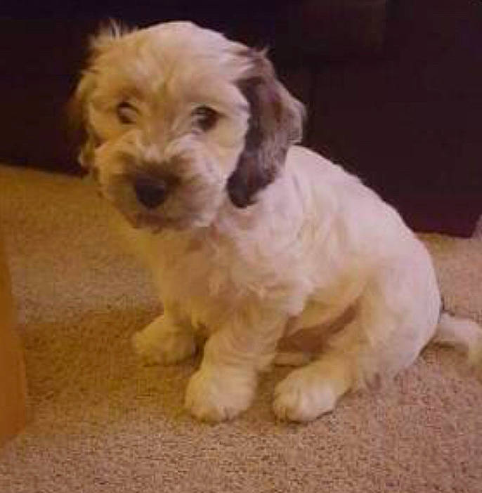 Fergie joined the competition — help win amazing prizes! briquet_griffon_vendeen, canidae, carnivore, cavapoo, cockapoo, companion_dog, dog, dog_breed, havanese, labradoodle, maltepoo, mammal, petit_basset_griffon_vendeen, poodle, poodle_crossbreed, puppy, rare_breed_dog, schnoodle, sporting_group, vertebrate