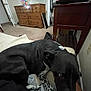 Charlie is registered to the contest to win money with this photo: dog, black_dog, bed, blanket, dresser, chair, carpet, wooden_furniture, indoor, room, pet, relaxed, lying_down, furniture, home, cozy, wall_outlet, door, table, carpeted_floor