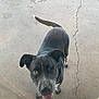 Charlie is registered to the contest to win money with this photo: dog, black_dog, one_eye, pet, animal, canine, outdoor, concrete, tail, happy, tongue, ears, grass, paw, standing, looking_up, friendly, domestic_animal, close_up, sidewalk