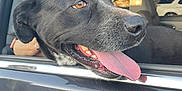 Charlie is registered to the contest to win money with this photo: dog, black_dog, car, window, tongue_out, happy, pet, animal, sunlight, reflection, vehicle, outdoor, muzzle, ears, seat, human_hand, transportation, daytime, canine, closeup