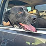 dog, black_dog, car, window, tongue_out, happy, pet, animal, sunlight, reflection, vehicle, outdoor, muzzle, ears, seat, human_hand, transportation, daytime, canine, closeup