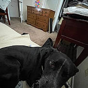 Charlie is registered to the contest to win money with this photo: dog, black_dog, bed, carpet, dresser, chair, room, indoor, pet, furniture, blanket, wall, door, curious, looking_up, casual, home, animal, domestic, cozy