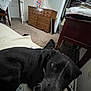 dog, black_dog, bed, carpet, dresser, chair, room, indoor, pet, furniture, blanket, wall, door, curious, looking_up, casual, home, animal, domestic, cozy