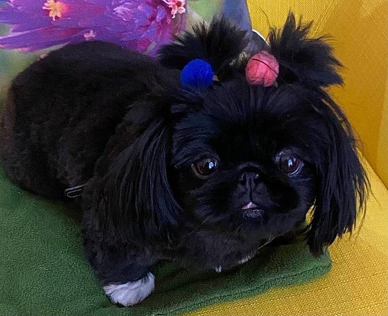 Sasha joined the competition — help win amazing prizes! canidae, carnivore, companion_dog, dog, dog_breed, dog_supply, electric_blue, fashion_accessory, fawn, fur, liver, pekingese, petal, plant, purple, snout, sporting_group, toy_dog, whiskers, working_animal