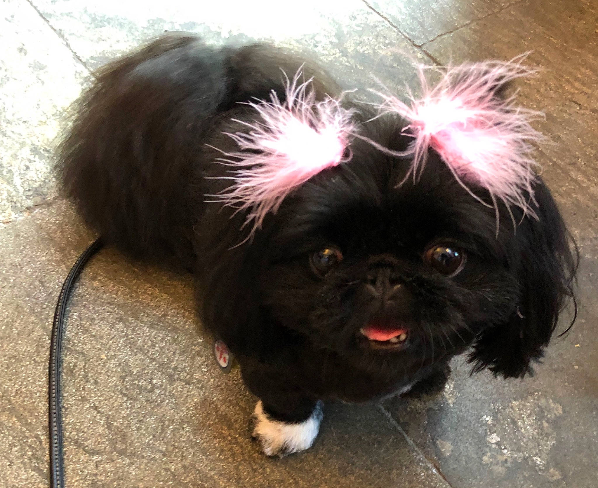 Sasha joined the competition — help win amazing prizes! canidae, carnivore, collar, companion_dog, dog, dog_breed, dog_collar, dog_supply, fawn, fur, liver, maltepoo, shih_tzu, small_terrier, snout, sporting_group, terrier, toy_dog, whiskers, working_animal