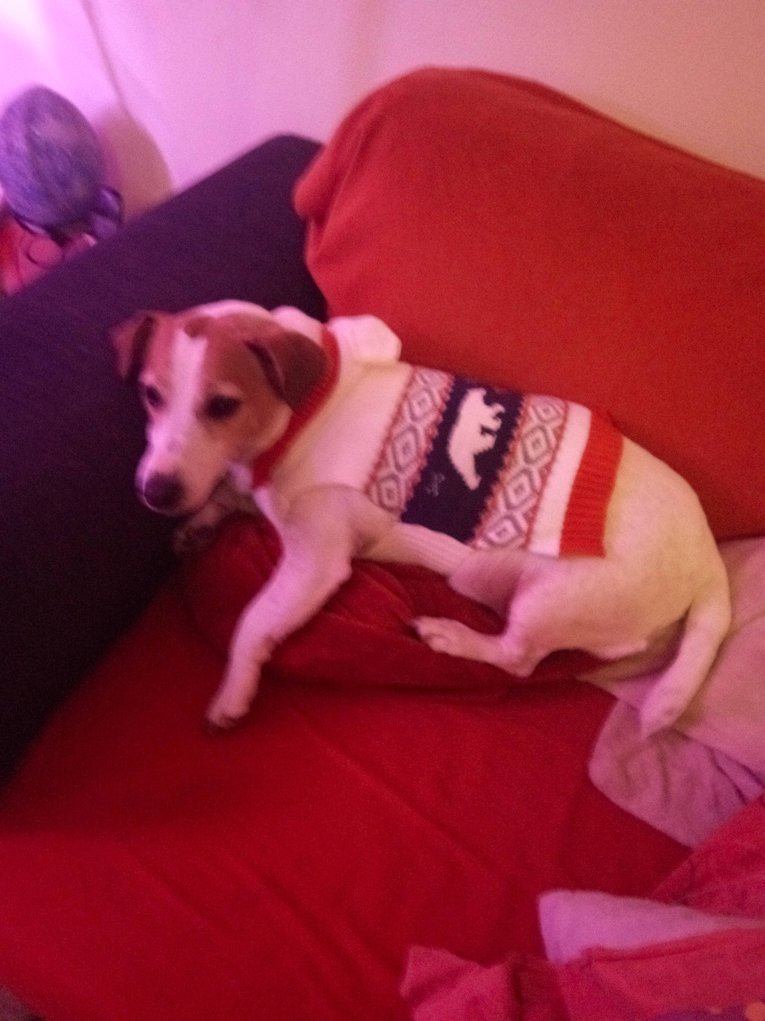 Isis a rejoint le concours — aidez-le/la à gagner de superbes lots ! beaglier, canidae, carnivore, companion_dog, couch, dog, dog_breed, dog_clothes, dog_supply, linens, living_room, mammal, non_sporting_group, pet_supply, pink, puppy, snout, sporting_group, tail, working_animal