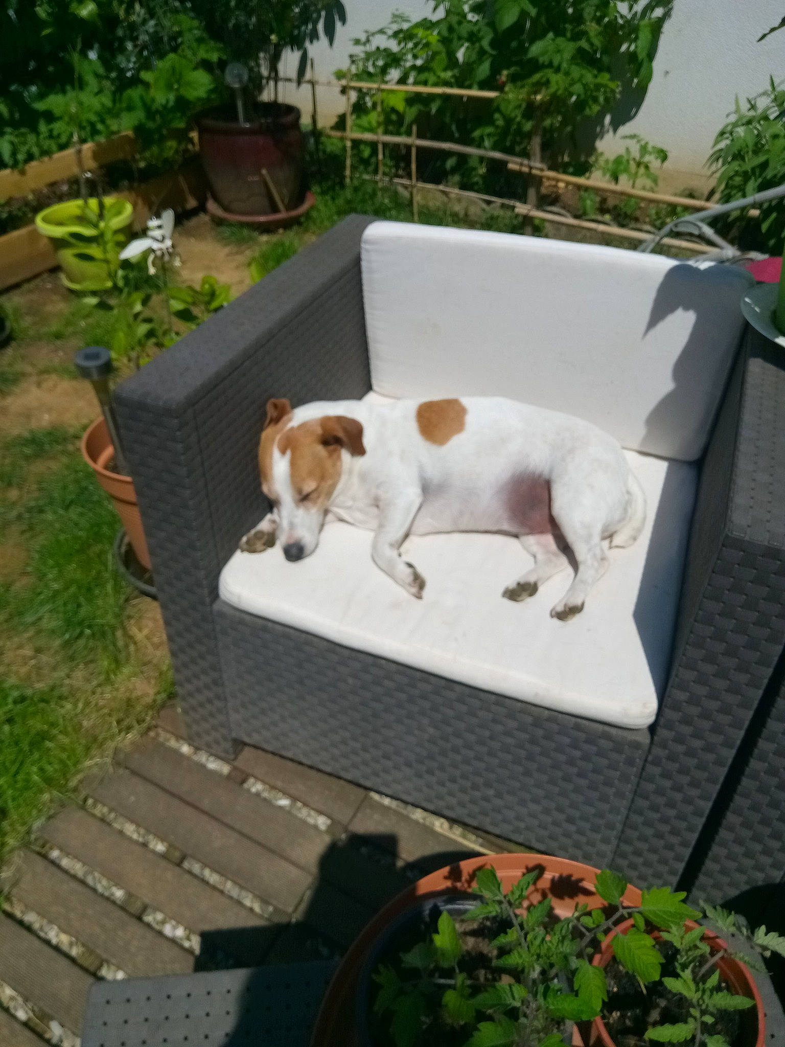 Isis a rejoint le concours — aidez-le/la à gagner de superbes lots ! annual_plant, backyard, canidae, carnivore, collar, companion_dog, dog, dog_breed, dog_collar, flowerpot, herb, hound, houseplant, interior_design, outdoor_furniture, pet_supply, sporting_group, tail, working_animal, yard