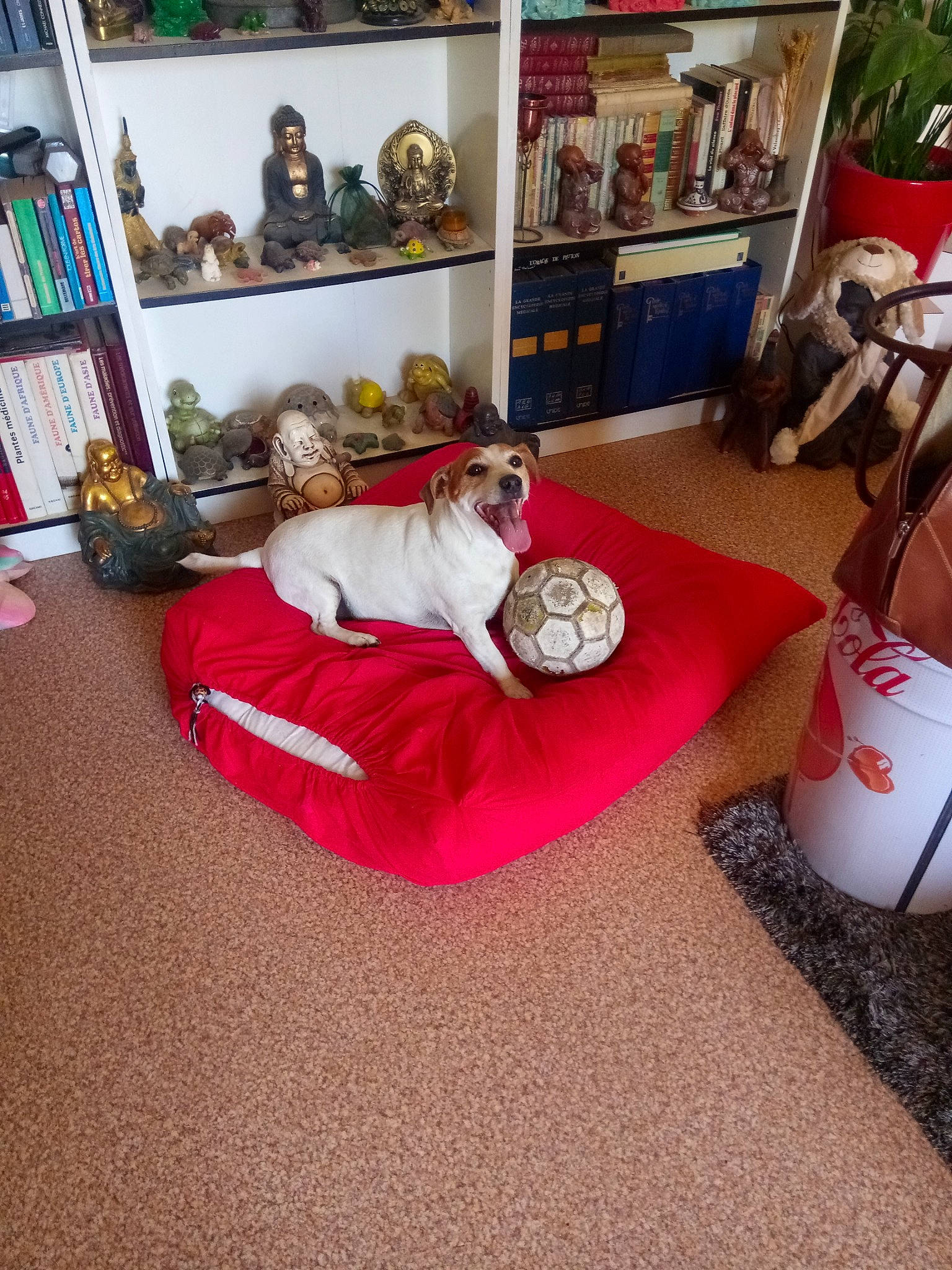 Isis a rejoint le concours — aidez-le/la à gagner de superbes lots ! book, bookcase, cabinetry, canidae, carnivore, carpet, collection, companion_dog, dog, dog_breed, dog_supply, interior_design, living_room, picture_frame, shelf, shelving, sporting_group, toy, working_animal