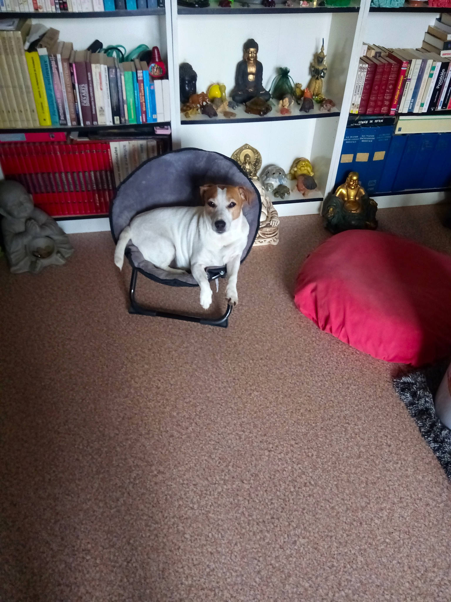 Isis a rejoint le concours — aidez-le/la à gagner de superbes lots ! book, book_cover, bookcase, carnivore, carpet, cat, collection, comfort, companion_dog, felidae, figurine, pet_supply, publication, room, shelf, shelving, small_to_medium_sized_cats, toy, vertebrate, working_animal