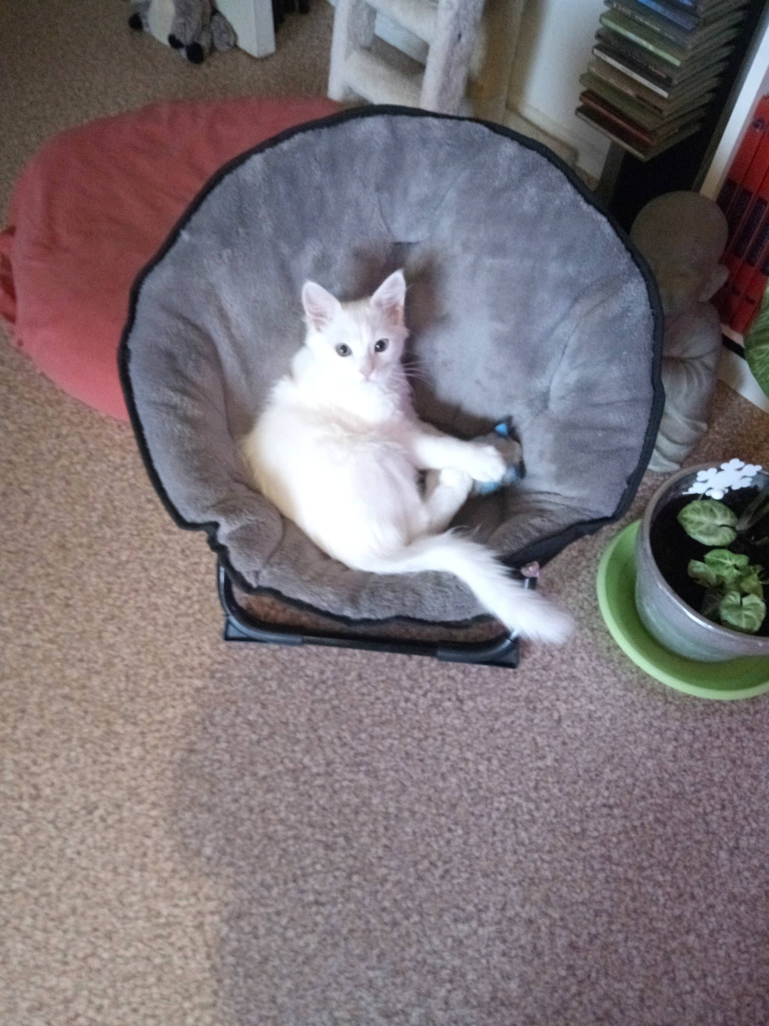 Rio a rejoint le concours — aidez-le/la à gagner de superbes lots ! carnivore, cat, cat_supply, ceramic, comfort, cup, dishware, domestic_short_haired_cat, felidae, fur, grey, kitten, pet_supply, plate, porcelain, serveware, small_to_medium_sized_cats, tail, vertebrate, whiskers