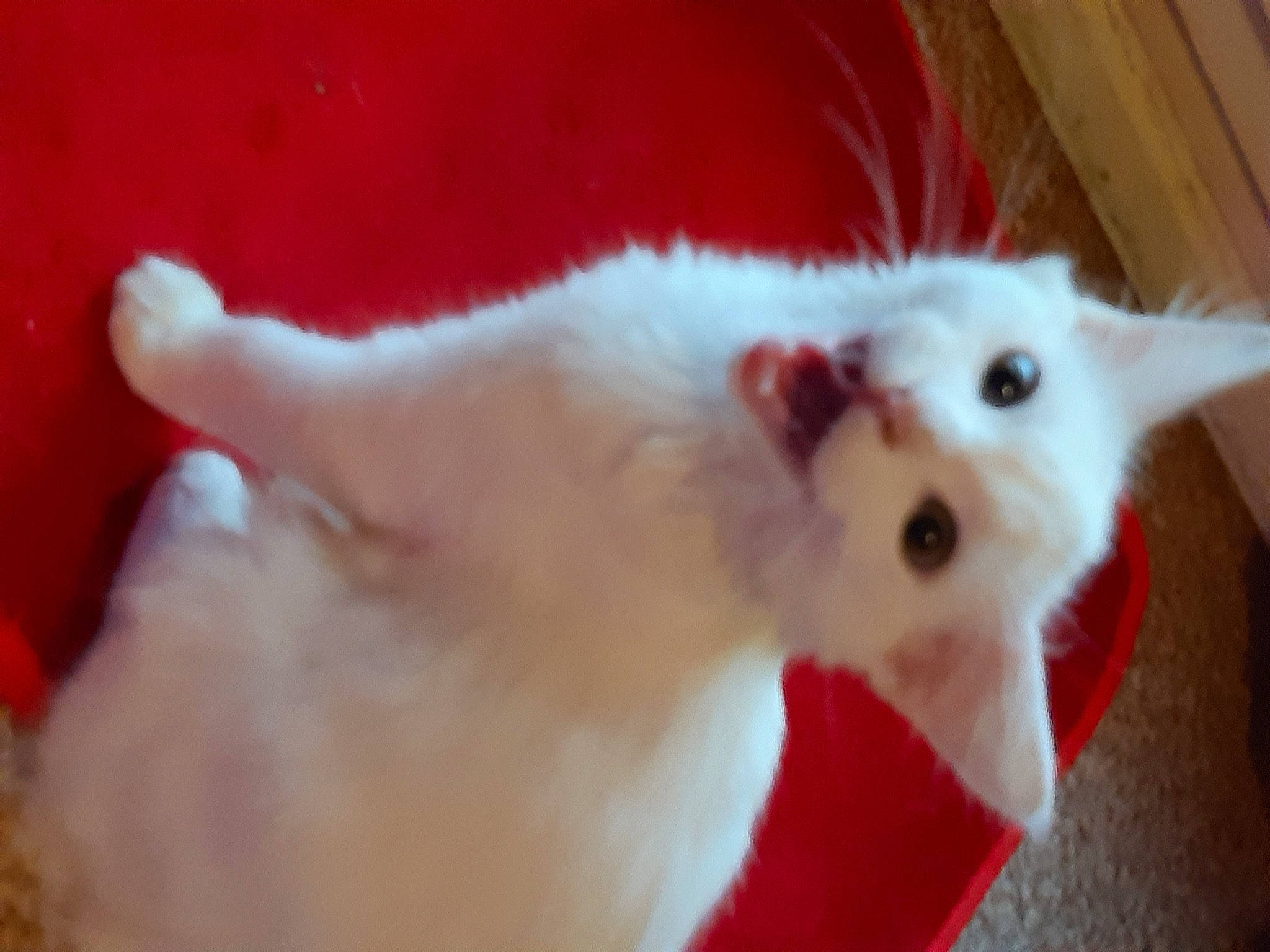 Rio participe au concours pour gagner de l'argent avec cette photo : carmine, carnivore, cat, collar, felidae, fur, kitten, pet_supply, red, small_to_medium_sized_cats, snout, whiskers