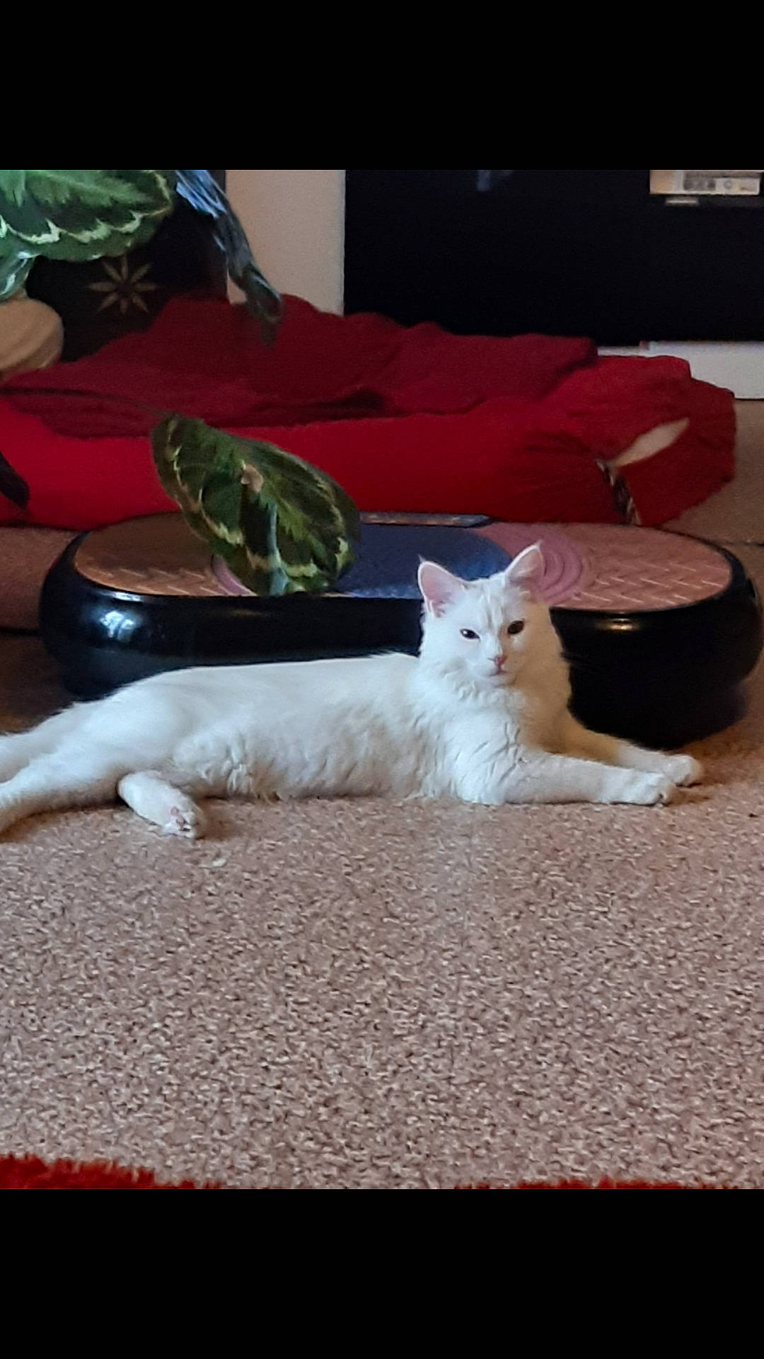 Rio participe au concours pour gagner de l'argent avec cette photo : carnivore, cat, domestic_short_haired_cat, felidae, fur, home_accessories, interior_design, linens, living_room, pet_supply, pillow, small_to_medium_sized_cats, turkish_angora, vertebrate, whiskers