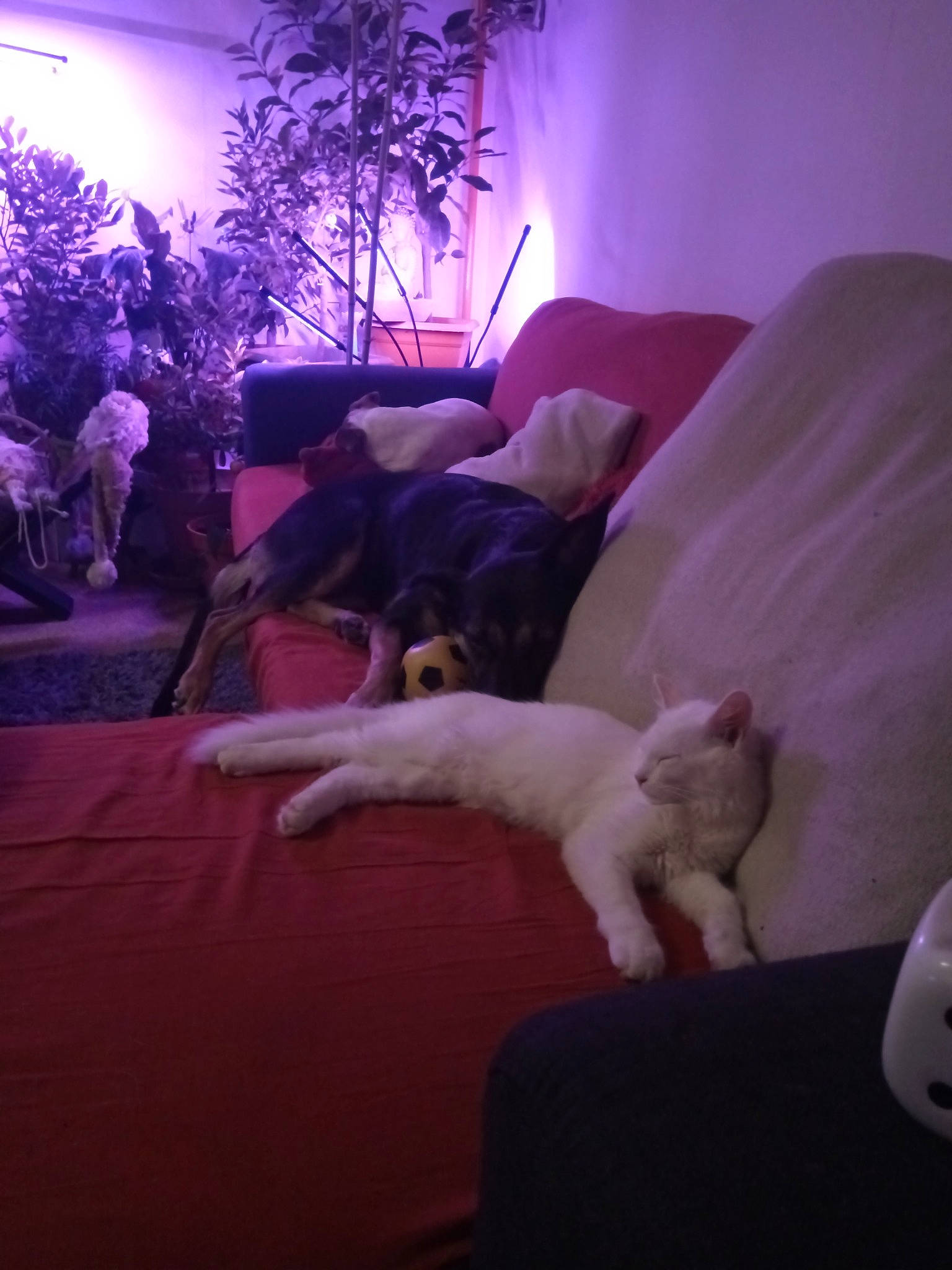 Rio a rejoint le concours — aidez-le/la à gagner de superbes lots ! canidae, carnivore, comfort, companion_dog, dog, dog_breed, home, houseplant, interior_design, lavender, linens, living_room, purple, room, sporting_group, terrestrial_animal, vertebrate, violet, working_dog