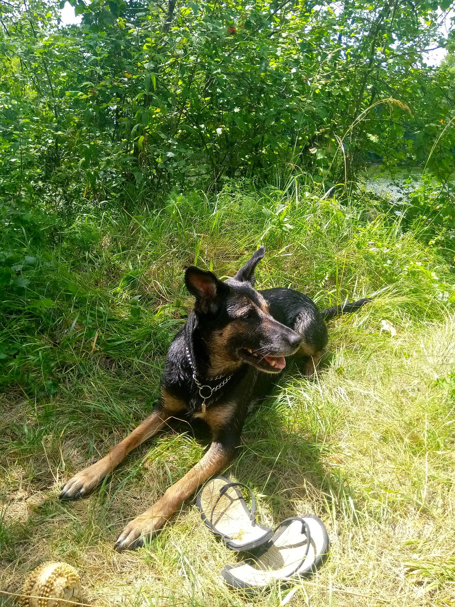 Karma a rejoint le concours — aidez-le/la à gagner de superbes lots ! canidae, carnivore, collar, companion_dog, dog, dog_breed, dog_collar, dog_supply, grass, guard_dog, herding_dog, hunting_dog, mammal, paw, shrub, snout, sporting_group, tail, working_animal, working_dog