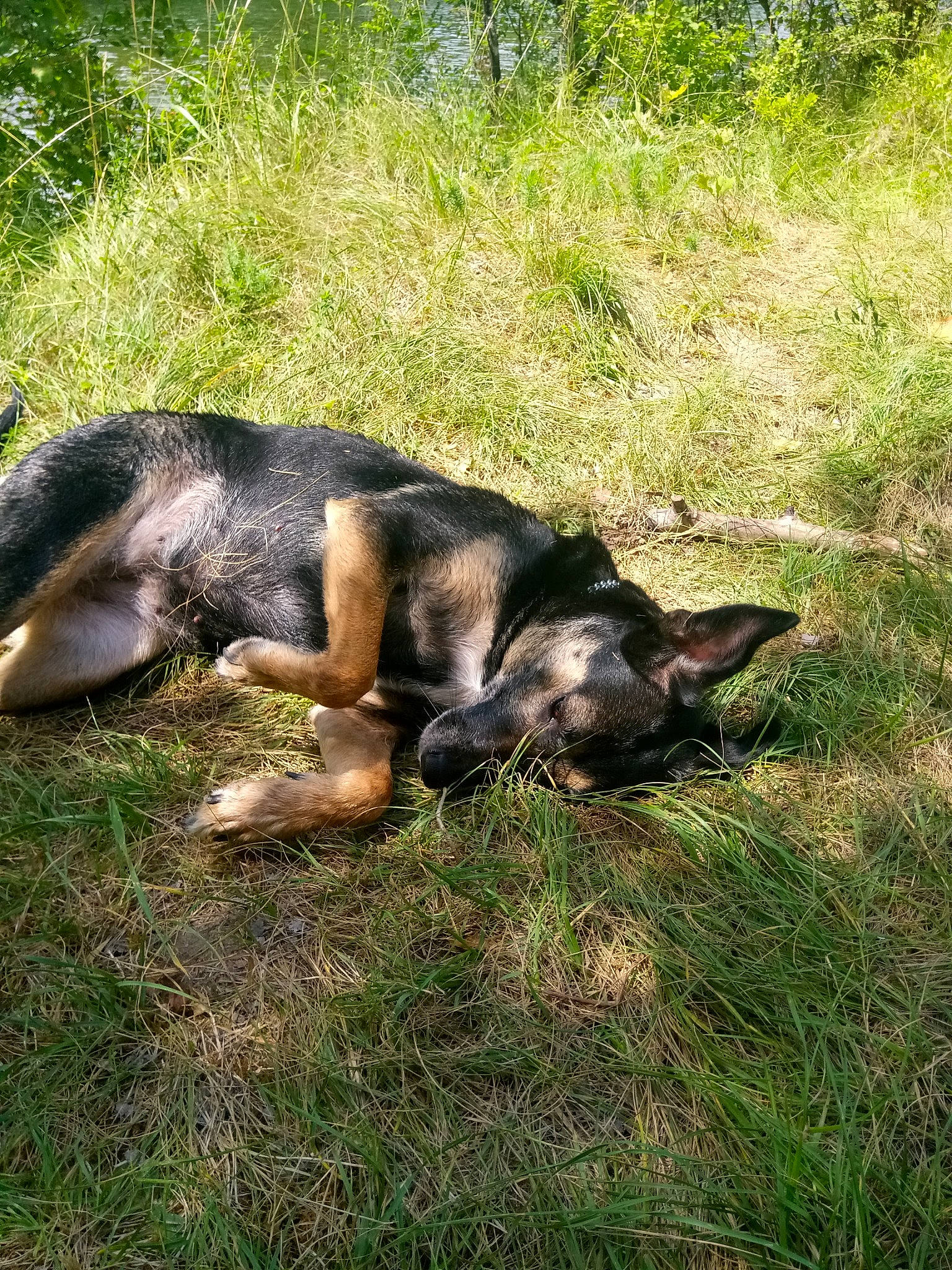 Karma a rejoint le concours — aidez-le/la à gagner de superbes lots ! canidae, carnivore, companion_dog, dog, dog_breed, grass, grass_family, guard_dog, herding_dog, mammal, paw, snout, tail, working_animal, working_dog