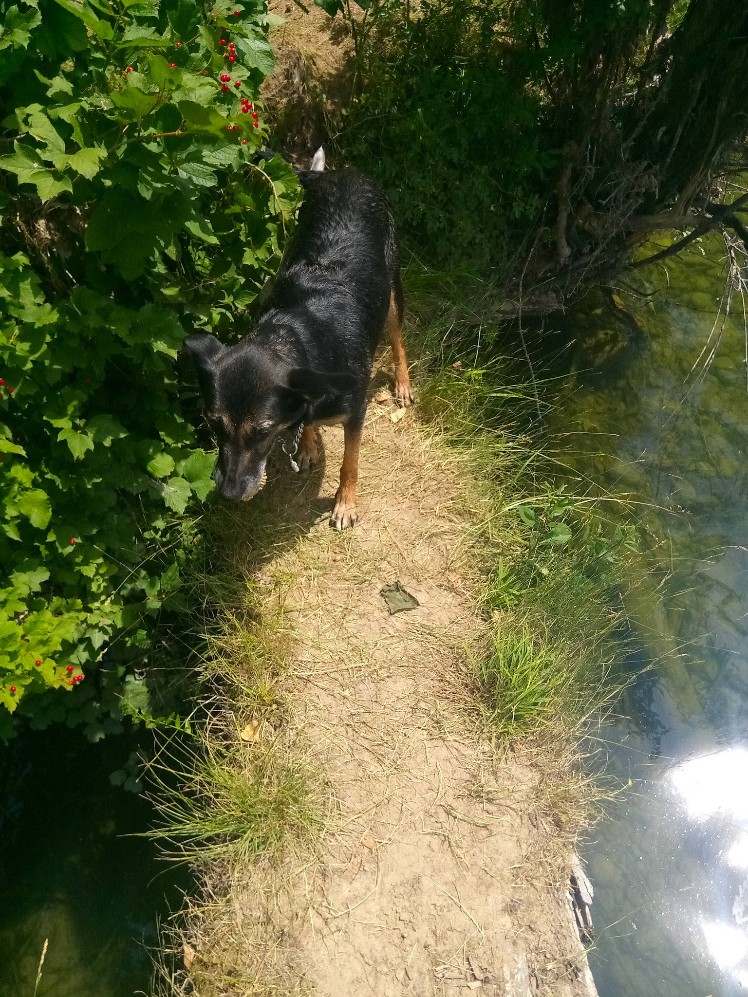 Karma participe au concours pour gagner de l'argent avec cette photo : canidae, carnivore, dog, dog_breed, forest, guard_dog, jungle, old_growth_forest, rainforest, riparian_forest, shrub, sporting_group, stream, sunlight, tail, temperate_broadleaf_and_mixed_forest, valdivian_temperate_rain_forest, wetland, working_animal, working_dog