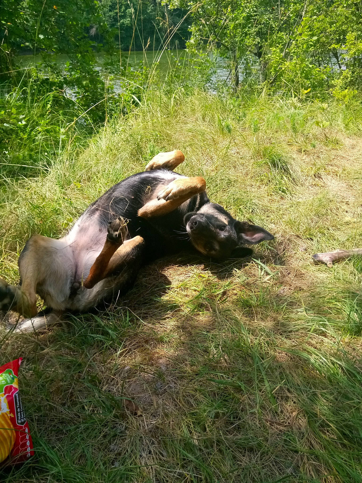 Karma participe au concours pour gagner de l'argent avec cette photo : canidae, carnivore, dog_breed, fawn, grass, grass_family, snout, working_dog