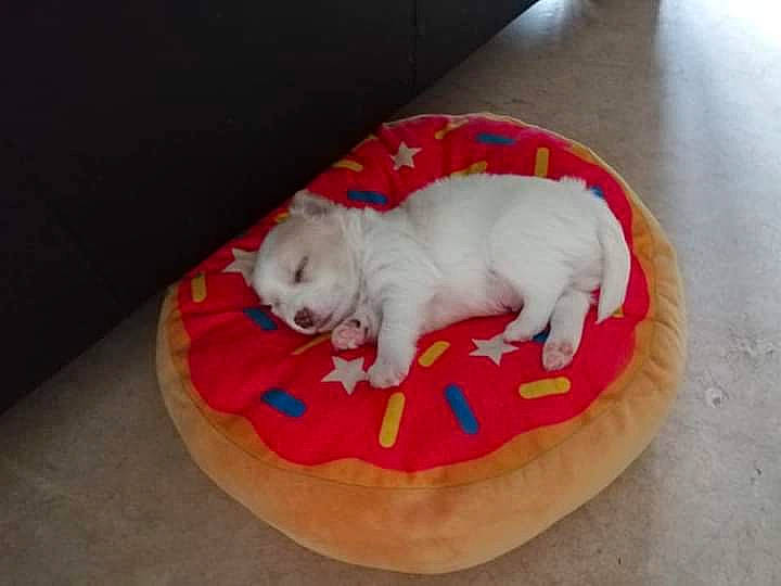 Cappuccino a rejoint le concours — aidez-le/la à gagner de superbes lots ! carnivore, comfort, companion_dog, dog, dog_bed, dog_breed, dog_supply, fawn, felidae, flooring, fur, hardwood, linens, paw, pet_supply, small_to_medium_sized_cats, snout, tail, toy_dog, working_animal