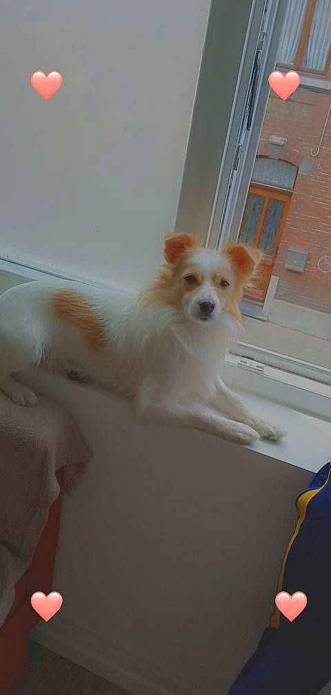 Cappuccino participe au concours pour gagner de l'argent avec cette photo : canidae, carnivore, chair, companion_dog, dog, dog_breed, flooring, fur, hardwood, room, small_terrier, small_to_medium_sized_cats, sporting_group, stairs, tail, toy_dog, whiskers, window, wood