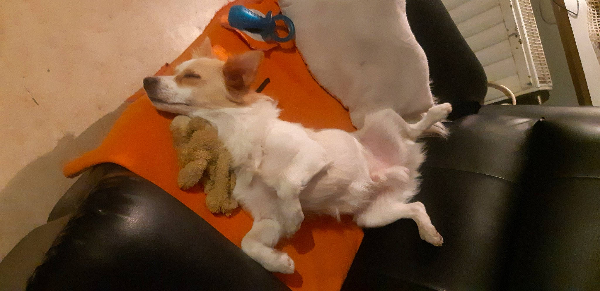 Cappuccino participe au concours pour gagner de l'argent avec cette photo : canidae, carnivore, companion_dog, dog, dog_breed, dog_supply, fawn, felidae, flooring, fur, paw, small_terrier, small_to_medium_sized_cats, snout, sporting_group, tail, terrier, toy_dog, whiskers, working_animal